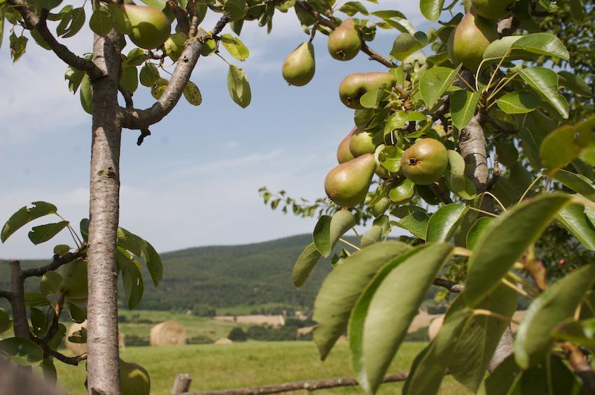 Agriturismo Collepina Amelia Dış mekan fotoğraf